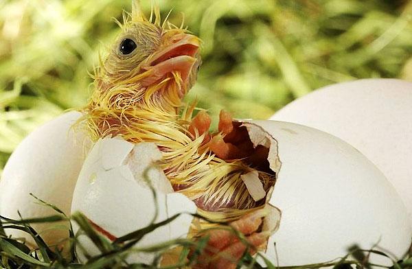鸡蛋孵小鸡需要受精么（鸡蛋孵小鸡要多少天多少温度）