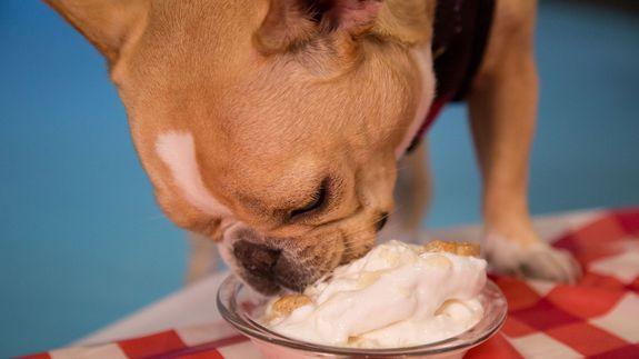 狗狗可以吃奶油蛋糕不(狗狗不可以吃的食物大全)