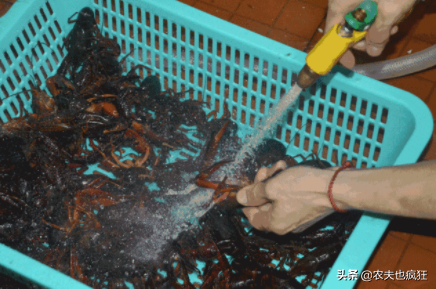 小龙虾青虾和红虾的区别(青虾和红虾图片大全)