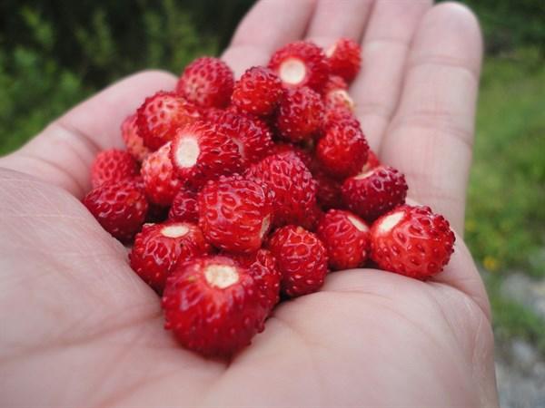 蛇莓可以直接吃吗（蛇莓的功效与作用）