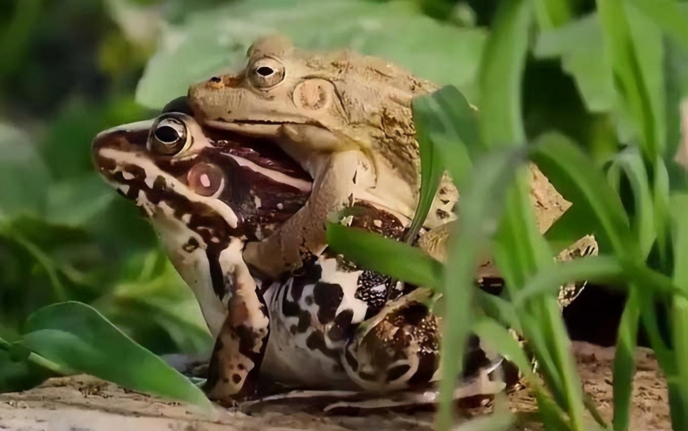 电子蛙眼是根据什么发明的（电子蛙眼摄像机的仿生原理）