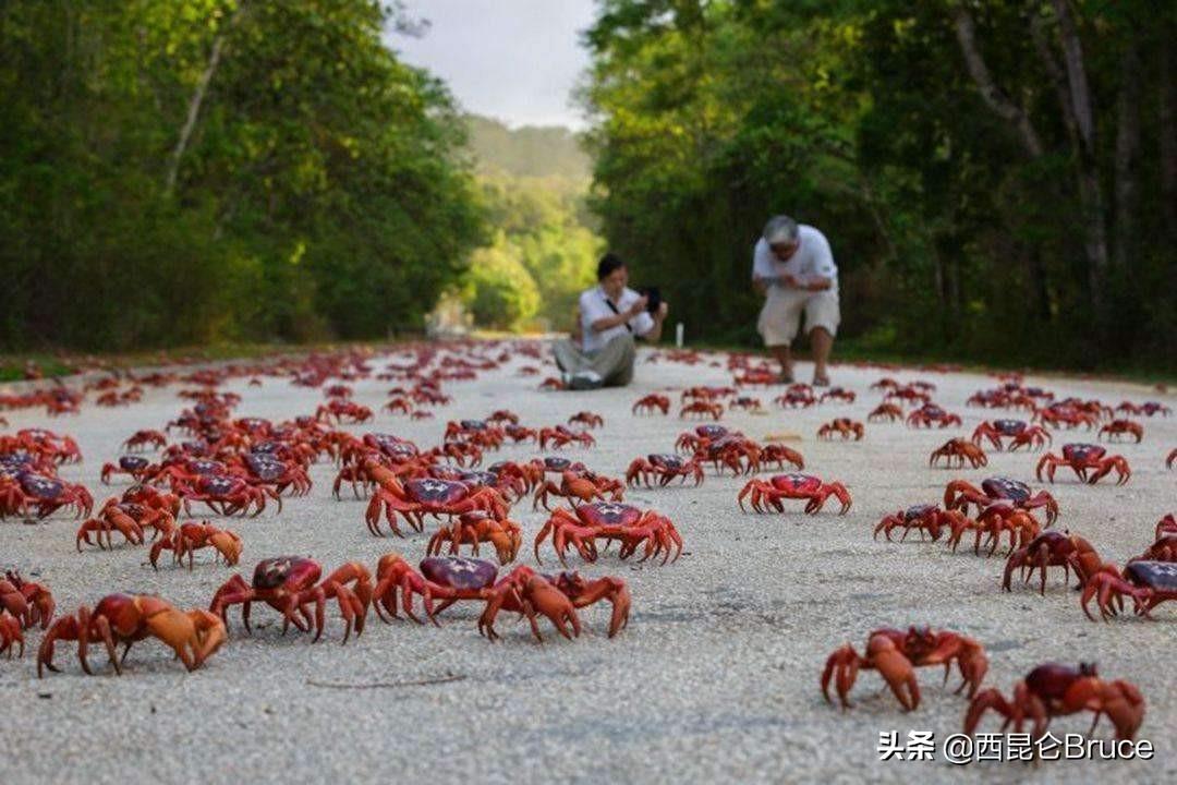 澳洲红蟹能吃吗有毒吗（澳洲红蟹斌不能食用的原因）
