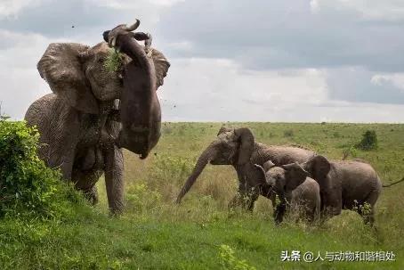 公象和母象哪个厉害（非洲大象的威力详细讲解）