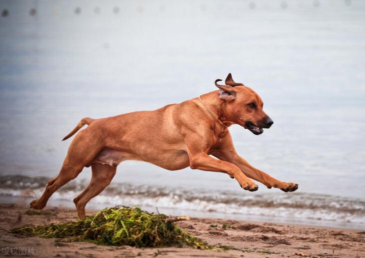 灵缇狗能跑多快（奔跑速度超快的10种狗）